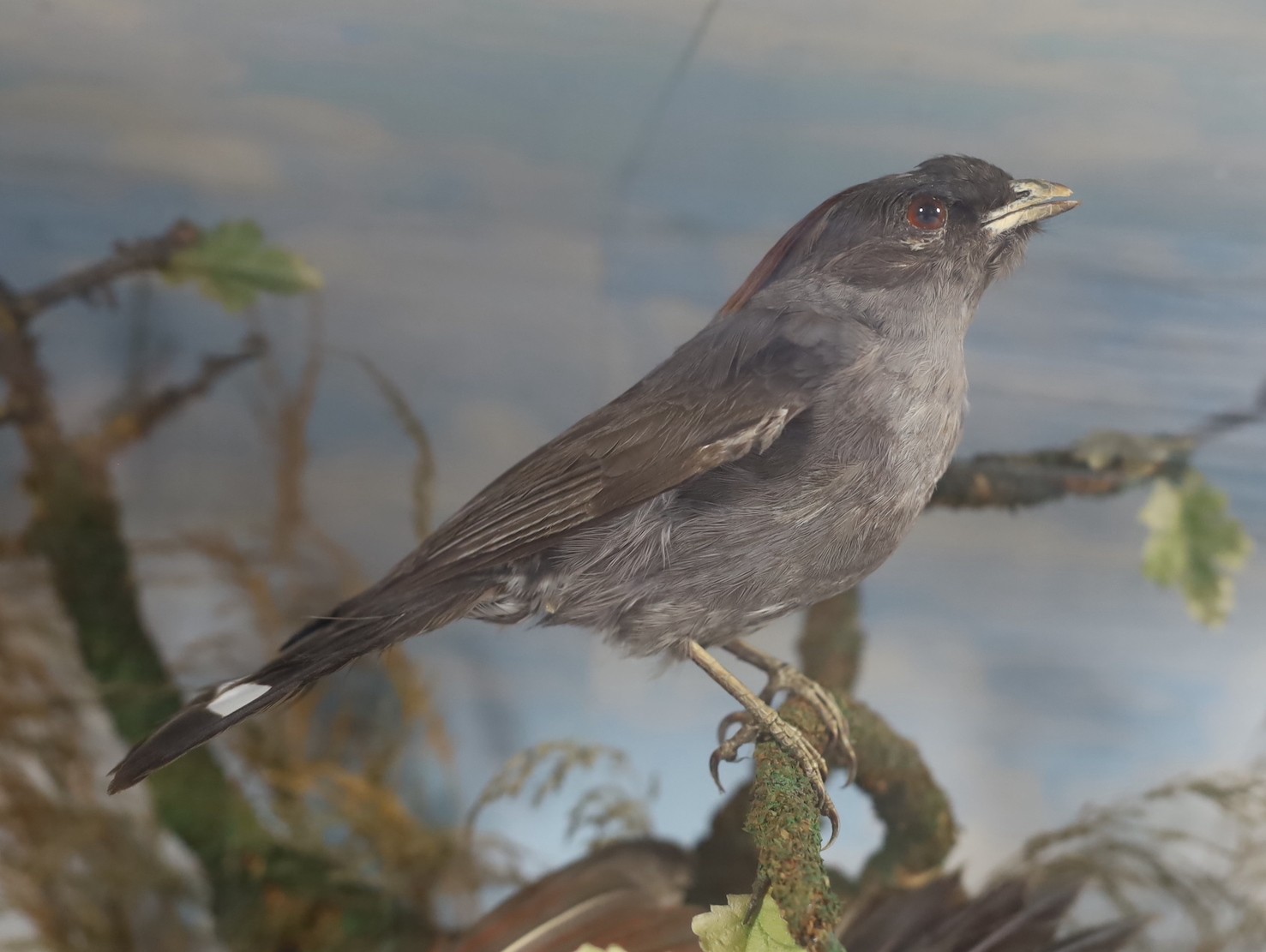 A Victorian taxidermic display of exotic and other birds, 92cm wide, 30cm deep, 70cm high